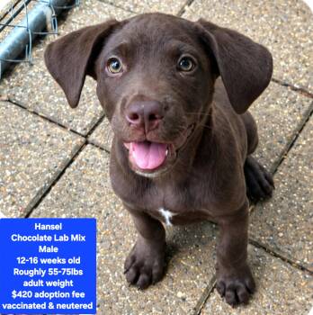 Hansel -  Chocolate Labrador Retriever Dog for Adoption in Oviedo, Florida - Hansel | PetCurious