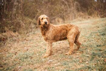 Goldendoodle Dogs Available for Adoption - Marianne - Transport | PetCurious