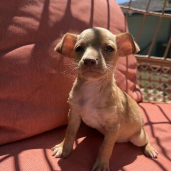 Lentil -  Chihuahua Dog for Adoption in Redlands, California - Lentil | PetCurious