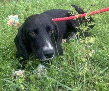 Basset Hound and Beagle Dogs Available for Adoption in Wetumpka, Alabama - 260498  Chase | PetCurious