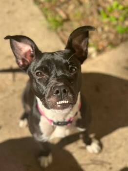 Nova -  Terrier Dog for Adoption in Grosse Pointe Farms, Michigan - Nova | PetCurious