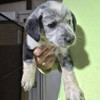 Rescue Australian Cattle Dog Blue Heeler Dogs for Adoption in Rockville, Maryland - Annie Apple Pie | PetCurious