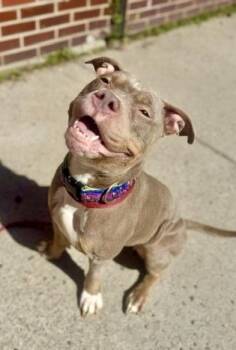 Nora -  Pit Bull Terrier Dog for Adoption in Buffalo, New York - Nora | PetCurious