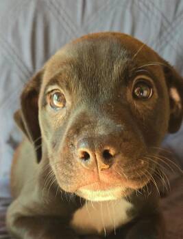 Anise -  Pit Bull Terrier Dog for Adoption in Newport, Tennessee - Anise | PetCurious