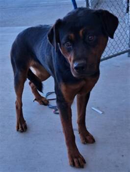 Rescue Rottweiler Dogs for Adoption in Thousand Oaks, California - Tabitha -- URGENT!! | PetCurious