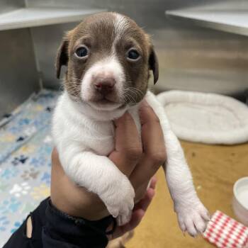 Dachshund Dogs Available for Adoption - Delphini | PetCurious