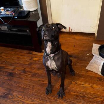 Rescue Cane Corso Dogs for Adoption in West Plains, Missouri - Xena | PetCurious
