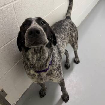 Molly -  Great Pyrenees and Australian Cattle Dog Blue Heeler Dog for Adoption in Troy, Virginia - Molly | PetCurious