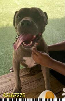 CHOPO -  Mixed Breed Dog for Adoption in West Palm Beach, Florida - CHOPO | PetCurious