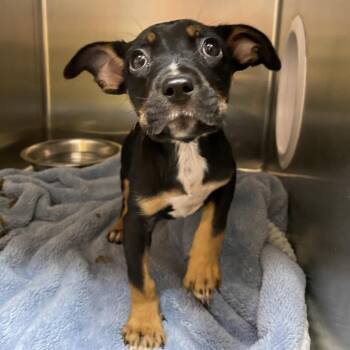 Chapstick -  Chihuahua and Pug Dog for Adoption in Westminster, California - Chapstick | PetCurious