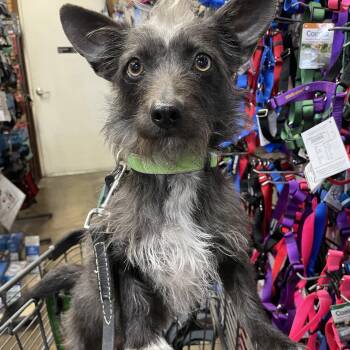Miniature Schnauzer and Scottish Terrier Dogs Available for Adoption - Lulu | PetCurious