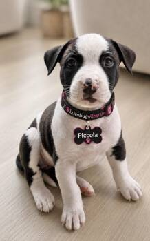 American Staffordshire Terrier and Staffordshire Bull Terrier Dogs Available for Adoption in Newport Beach, California - Piccolo | PetCurious