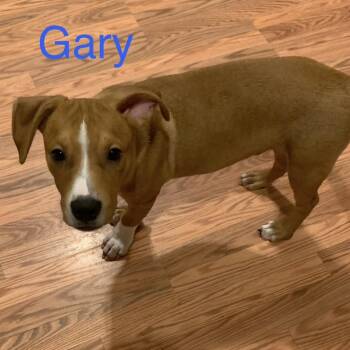 Gary -  Mixed Breed Dog for Adoption - Gary | PetCurious