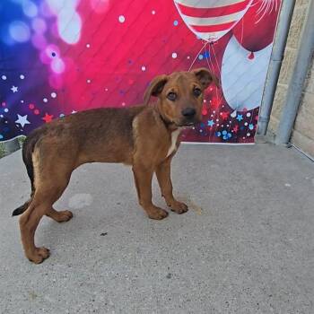 SARAFINA -  Rottweiler and Mixed Breed Dog for Adoption in Wylie, Texas - SARAFINA | PetCurious