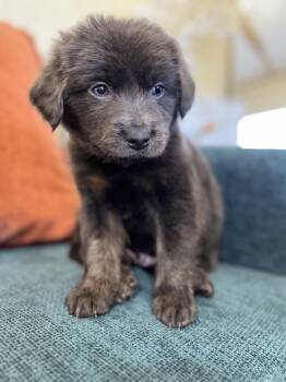 Rescue Mixed Breed Dogs for Adoption in Sylvania, Georgia - Pretzel | PetCurious