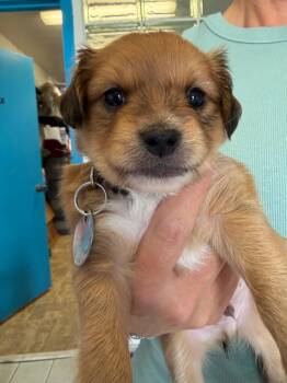 Espeon -  Chihuahua and Shepherd Dog for Adoption in Carson City, Nevada - Espeon | PetCurious