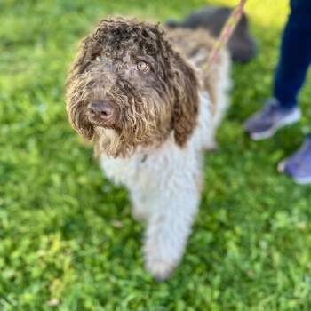 Delaney -  Miniature Poodle and Australian Shepherd Dog for Adoption in Glenwood Springs, Colorado - Delaney | PetCurious