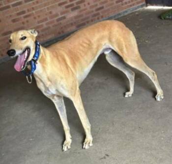 Greyhound Dogs Available for Adoption - Devils Dare (Dare) | PetCurious