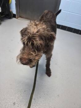Vc-8 Hershey -  Standard Poodle Dog for Adoption in Lawrenceville, Georgia - Vc-8 Hershey | PetCurious