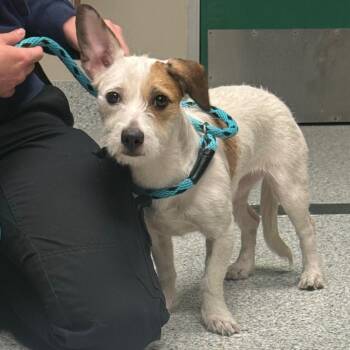 Jack Russell Terrier Dogs Available for Adoption in Reno, Nevada - Mini | PetCurious