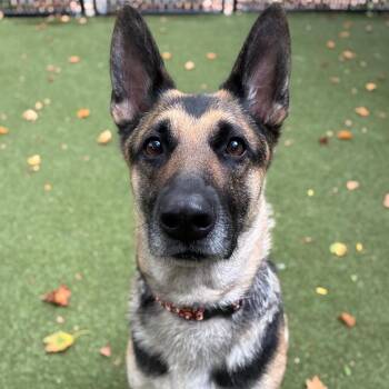 Kira -  German Shepherd Dog Dog for Adoption in Providence, Rhode Island - Kira | PetCurious