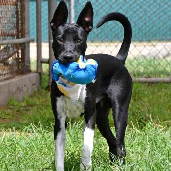 Frank -  Shepherd and Mixed Breed Dog for Adoption in Beaumont, Texas - Frank | PetCurious