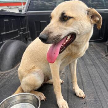 Annabell -  Mixed Breed Dog for Adoption in Corinth, Mississippi - Annabell | PetCurious