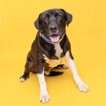 Rescue Black Labrador Retriever and Mixed Breed Dogs for Adoption in Franklin, Tennessee - Henry | PetCurious