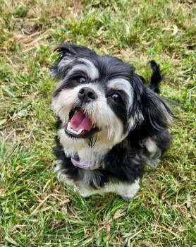 Viola -  Shih Tzu and Miniature Schnauzer Dog for Adoption in Yorktown, Virginia - Viola | PetCurious