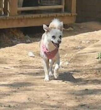 Blondie -  Terrier Dog Available for Adoption in Mcminnville, Tennessee - Blondie | PetCurious