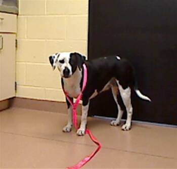 Labrador Retriever and Beagle Dogs Available for Adoption - DOT | PetCurious