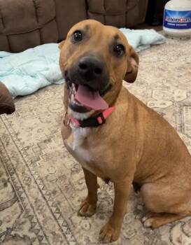 Boxer and Labrador Retriever Dogs Available for Adoption - Barbie | PetCurious