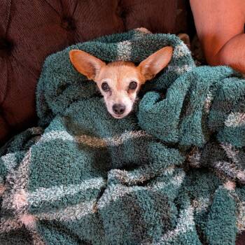 Jewel D12149 -  Border Terrier and Chihuahua Dog for Adoption - Jewel D12149 | PetCurious