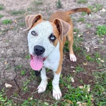 Guy Prince -  Pit Bull Terrier and Labrador Retriever Dog Available for Adoption in Friendswood, Texas - Guy Prince | PetCurious