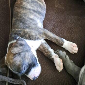 Penny -  Pit Bull Terrier Dog for Adoption in Dayton, Ohio - Penny | PetCurious
