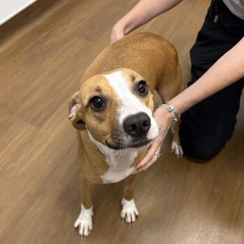 Cinnamon -  Terrier and Mixed Breed Dog for Adoption in Beaumont, Texas - Cinnamon | PetCurious