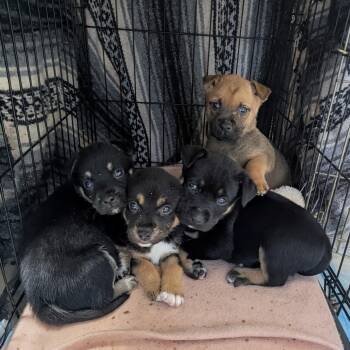 German Shepherd Dog Dogs Available for Adoption in Avon, Connecticut - Care Bear Litter *boys* | PetCurious