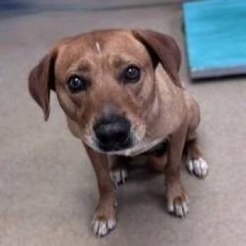 Rascal -  Mixed Breed Dog for Adoption in Brenham, Texas - Rascal | PetCurious