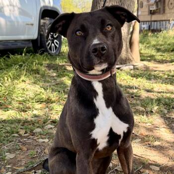 Whippet and American Staffordshire Terrier Dogs Available for Adoption in San Antonio, Texas - Clover | PetCurious
