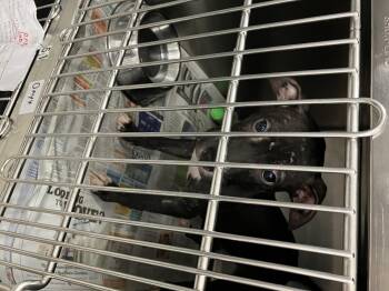 Angel -  Labrador Retriever Dog for Adoption in Parma, Ohio - Angel | PetCurious