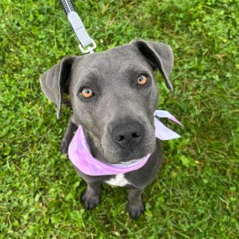 Opal -  Mixed Breed Dog for Adoption in Rochester, Minnesota - Opal | PetCurious
