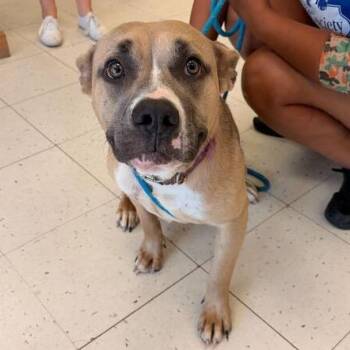 Sweetest In Da Worlds -  Mixed Breed Dog for Adoption in Davenport, Iowa - Sweetest In Da Worlds | PetCurious