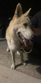 Rescue German Shepherd Dog Dogs for Adoption in Evansville, Indiana - Boris | PetCurious