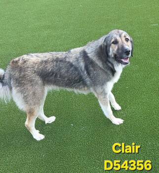 Labrador Retriever and Mixed Breed Dogs Available for Adoption in Clarksville, Tennessee - Clair | PetCurious