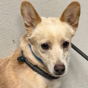 cafecito -  Cardigan Welsh Corgi and Mixed Breed Dog for Adoption in Yuma, Arizona - Cafecito | PetCurious
