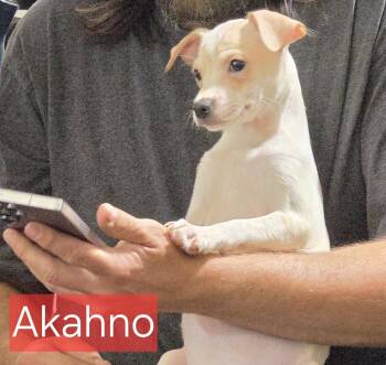 Chihuahua Dogs Available for Adoption in Minneapolis, Minnesota - Akahno | PetCurious