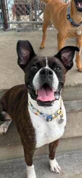 Roxie -  Boxer Dog for Adoption in Peru, Illinois - Roxie | PetCurious