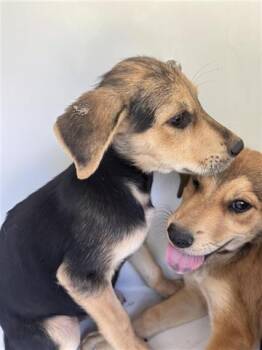 Rescue German Shepherd Dog and Mixed Breed Dogs for Adoption in Houston, Texas - A643314 | PetCurious