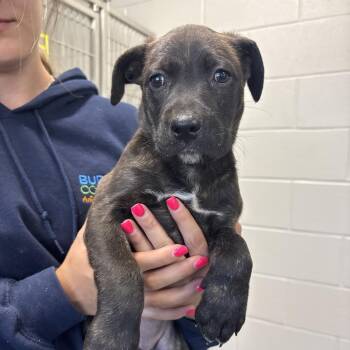 Pit Bull Terrier Dogs Available for Adoption in Morganton, North Carolina - Meatball McGraw | PetCurious