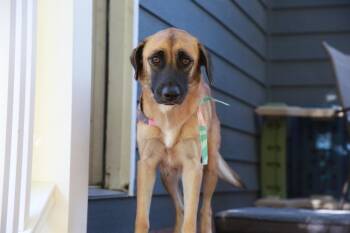 Rescue German Shepherd Dog Dogs for Adoption in Elizabeth, Colorado - Nancy | PetCurious